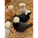 Poland Bantams